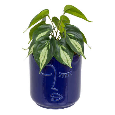 Plant Face Crmc Pot Sol H30 Gift