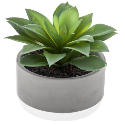Succulent Plant In Cement Bicolor Pot Gift