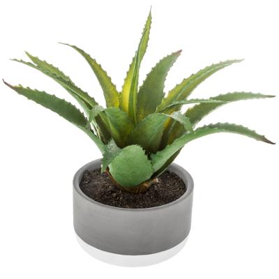 Succulent Tall Plant In Cement Bicolor Pot Gift