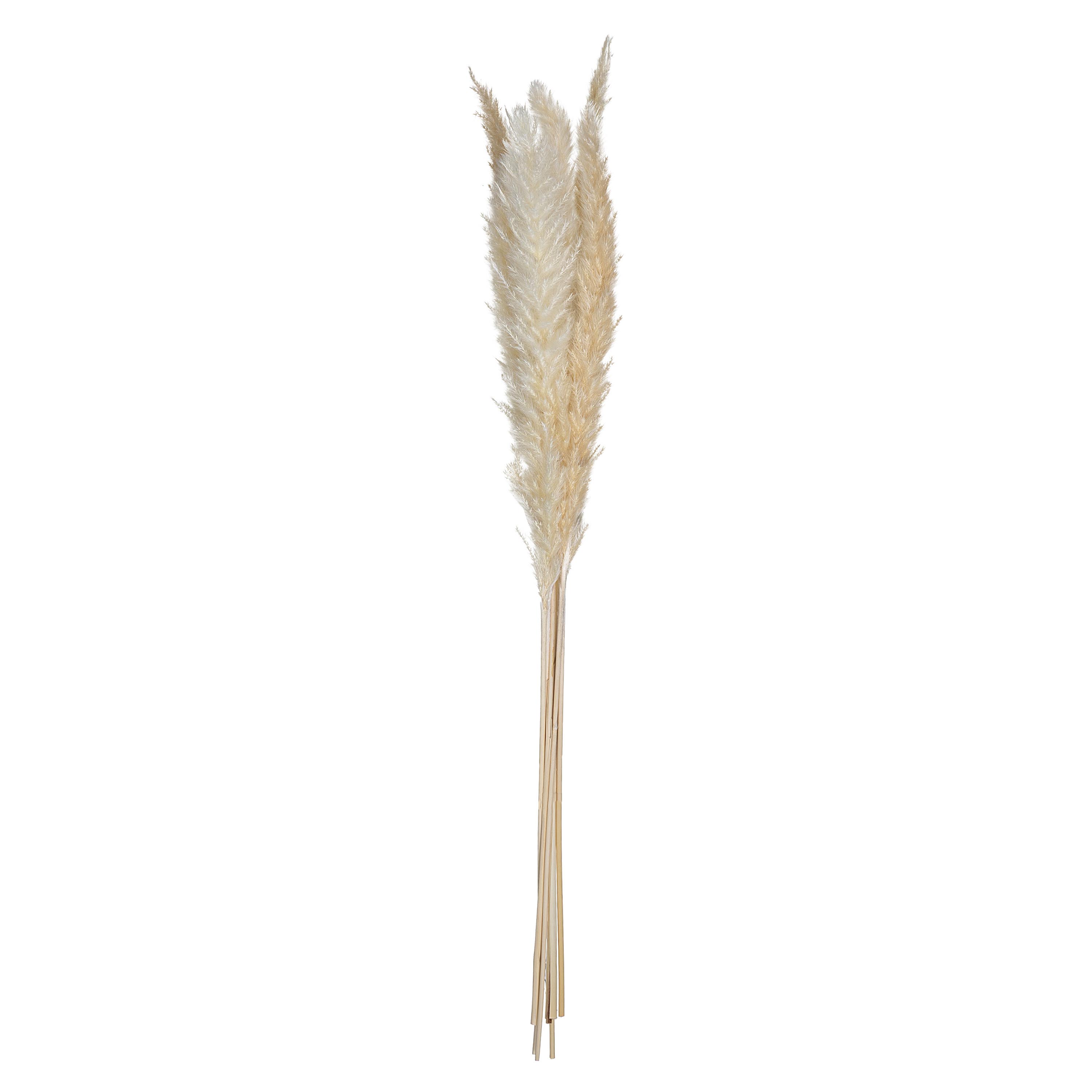 Pampas Grass Stem X6 H65 Gift