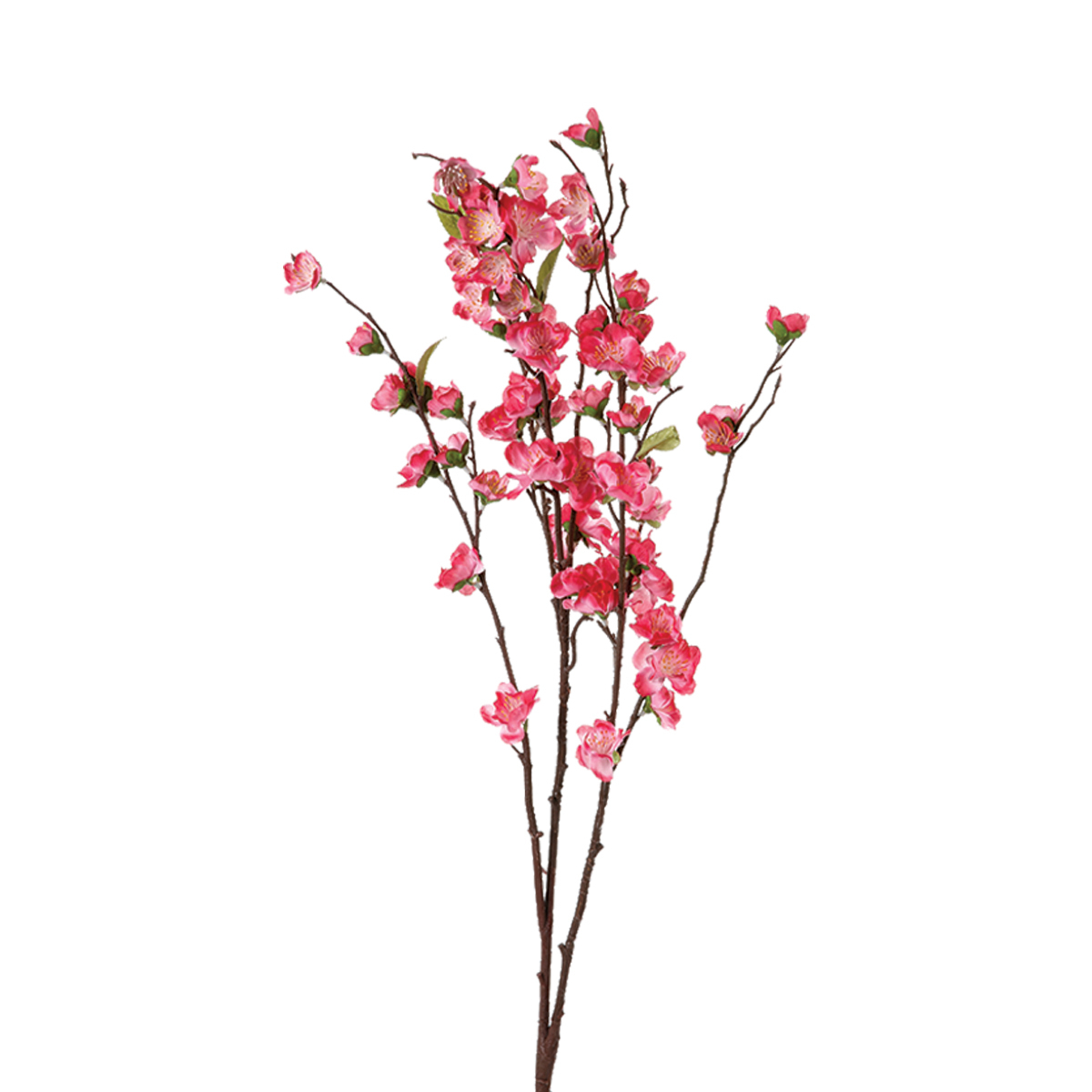 Cherry Blossom Pink H110 Gift