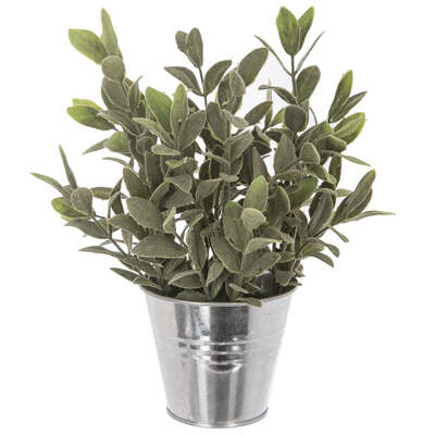 Plant In Tin Pot H25 Assorted Gift