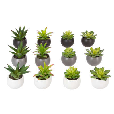 Succulent Pot H13 Assortment Gift