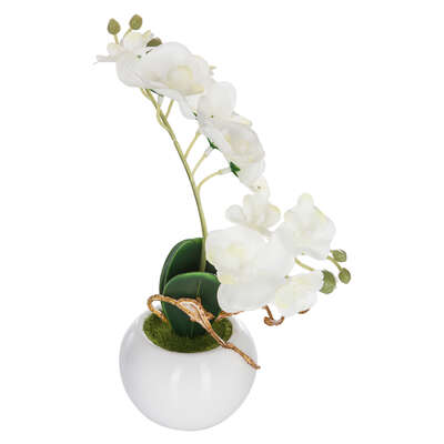 Mini Orchid 25cm White Gift