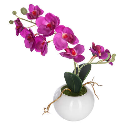 Mini Orchid 25cm White/pink Assortment Gift