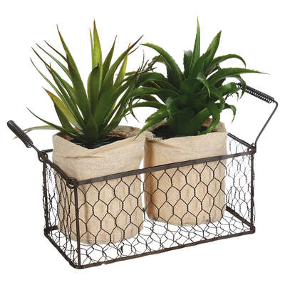 Aloe Vera With Basket X2 Gift