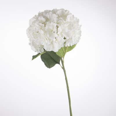 Hydrangea Stem White H83 Gift