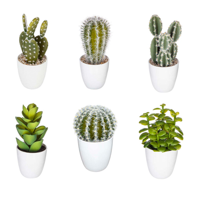 Succulent Cactus Pot Assortment Gift