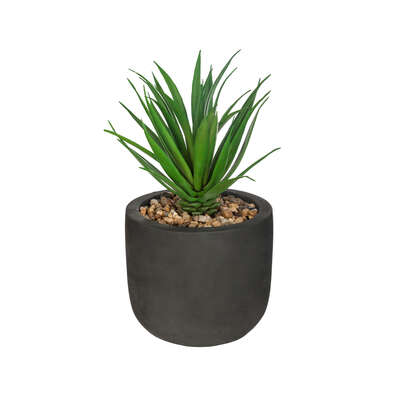 Black Cement Pot With Plant H20 Assortment Gift