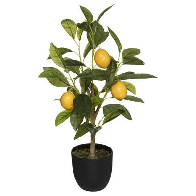 Lemon Tree H43 Gift