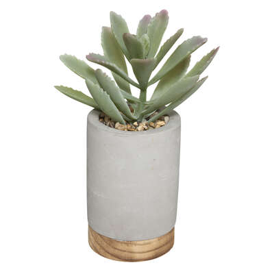 Cement & Wood Pot With Plant Gift