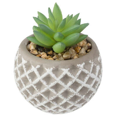 Succulent Pot Cement D8xh9cm Assortment Gift