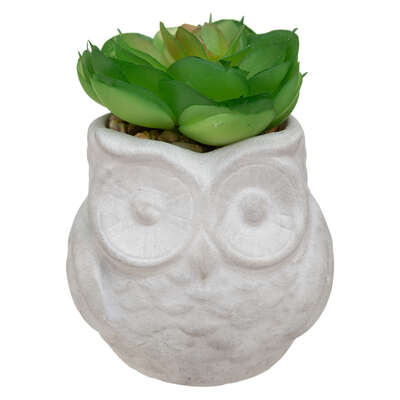 Succulent Pot Owl 8cm Assortment Gift