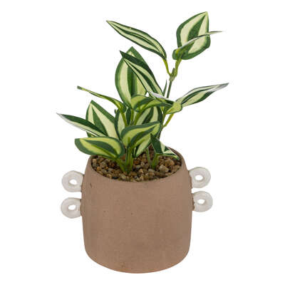 Plant W/crmc Pot H21 Gift