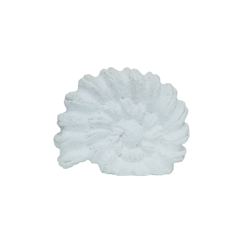 Shell Natural White 23x25x6cm Gift