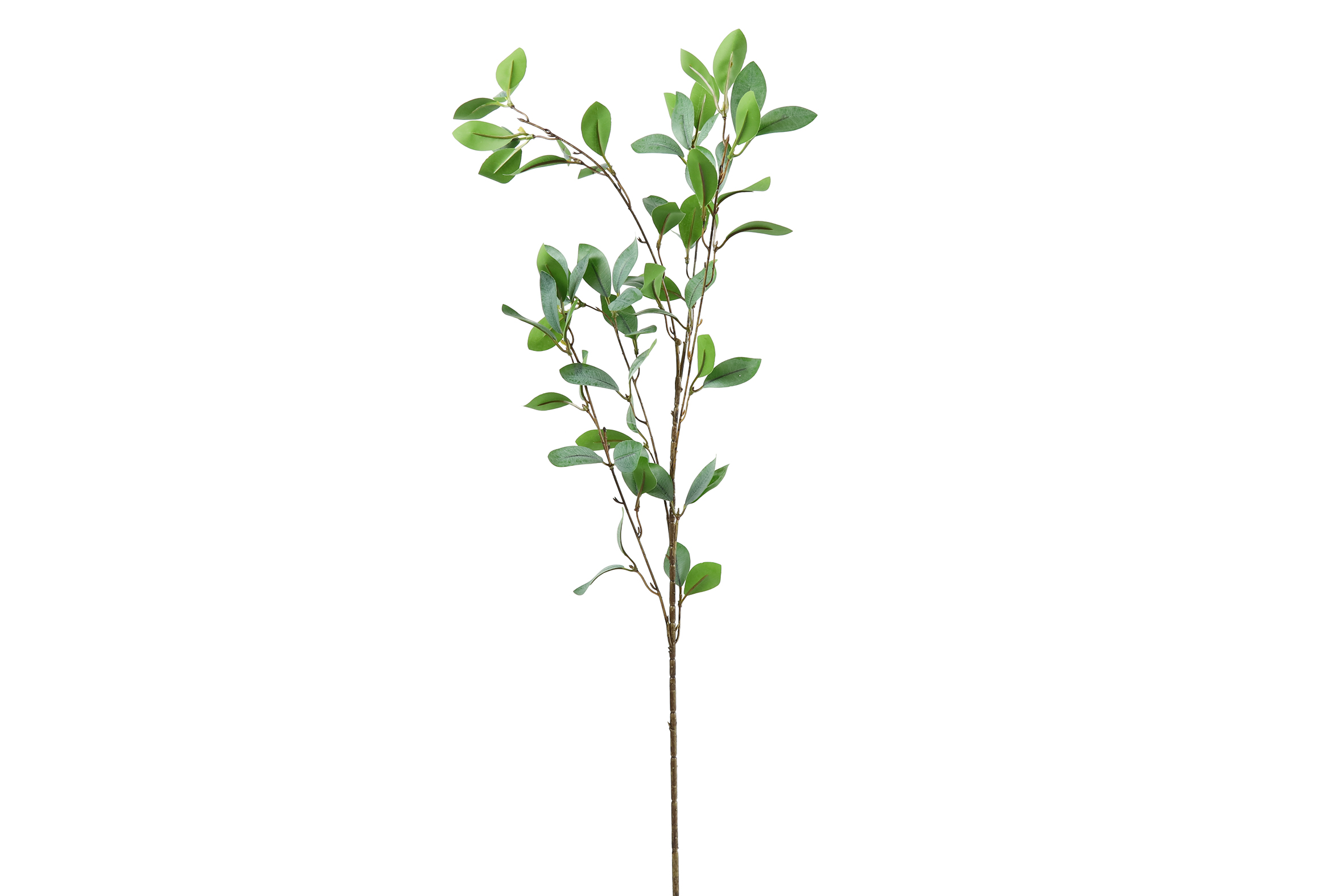 Eucalyptus Green Gift