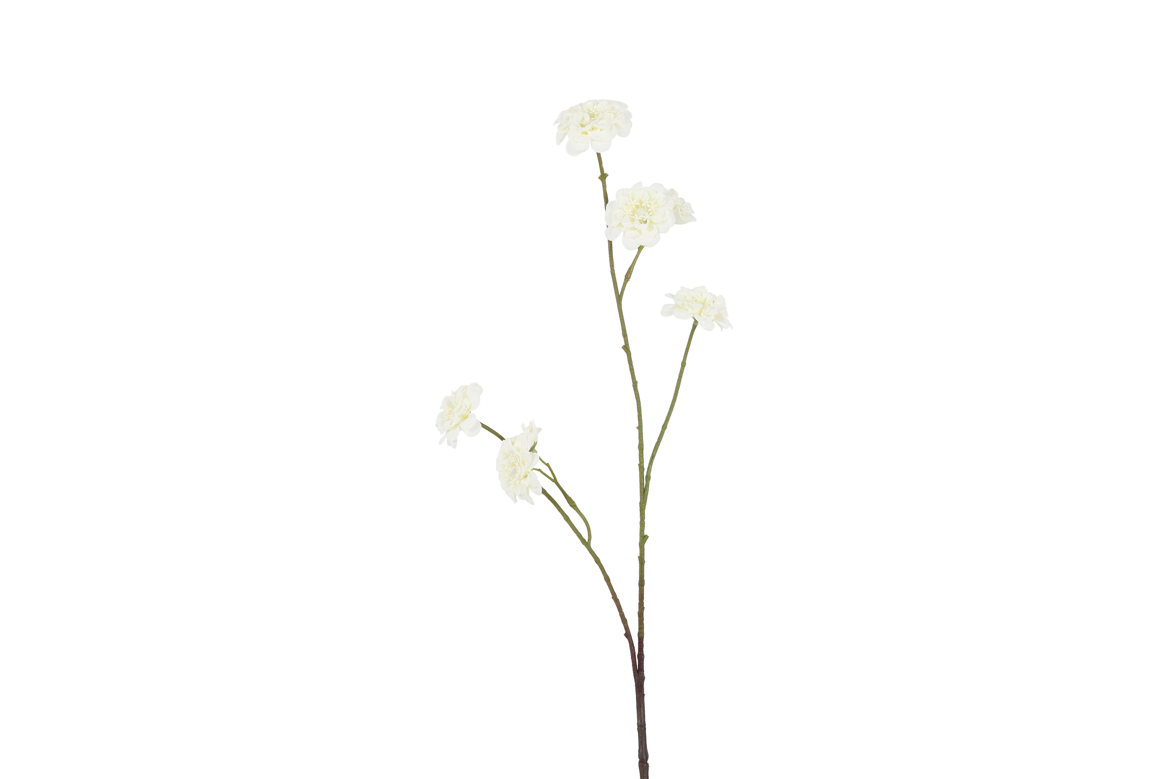 Art Flower Zinnia S White Gift