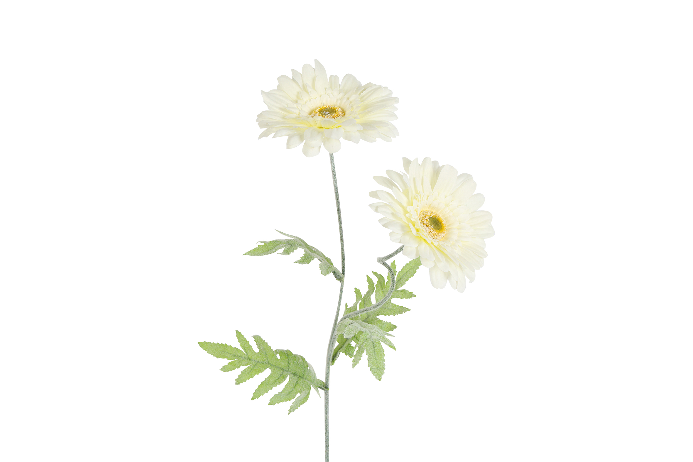 Art Flower Gerbera 2x White Gift