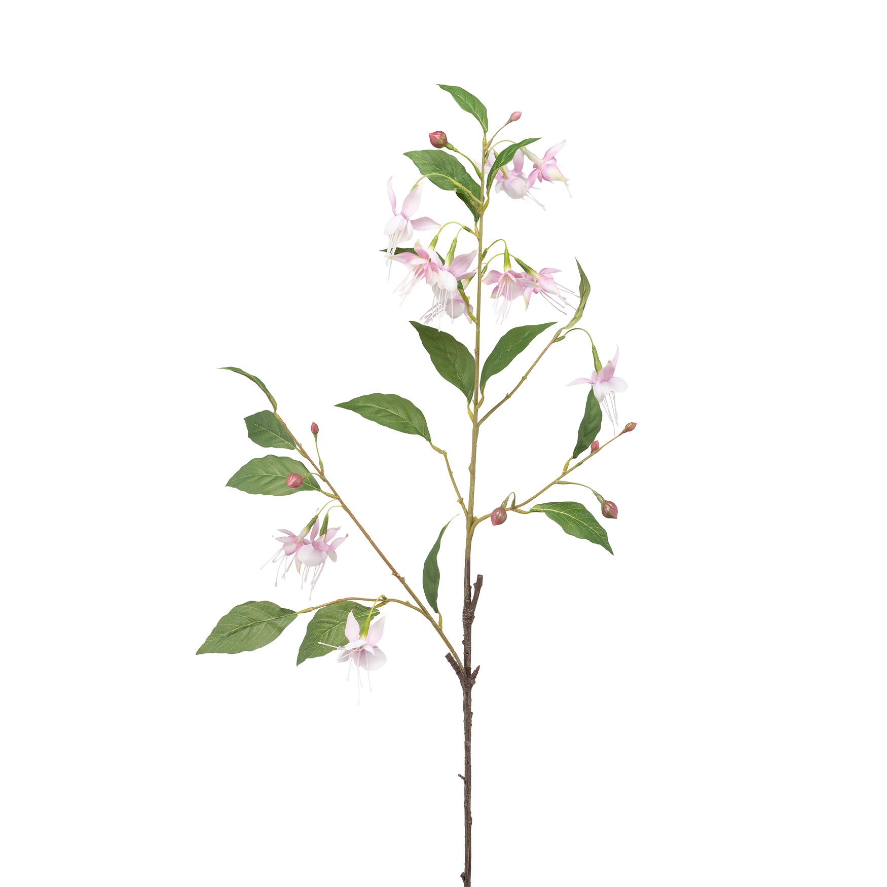 Fiorile Fuchsia Light Pink Gift