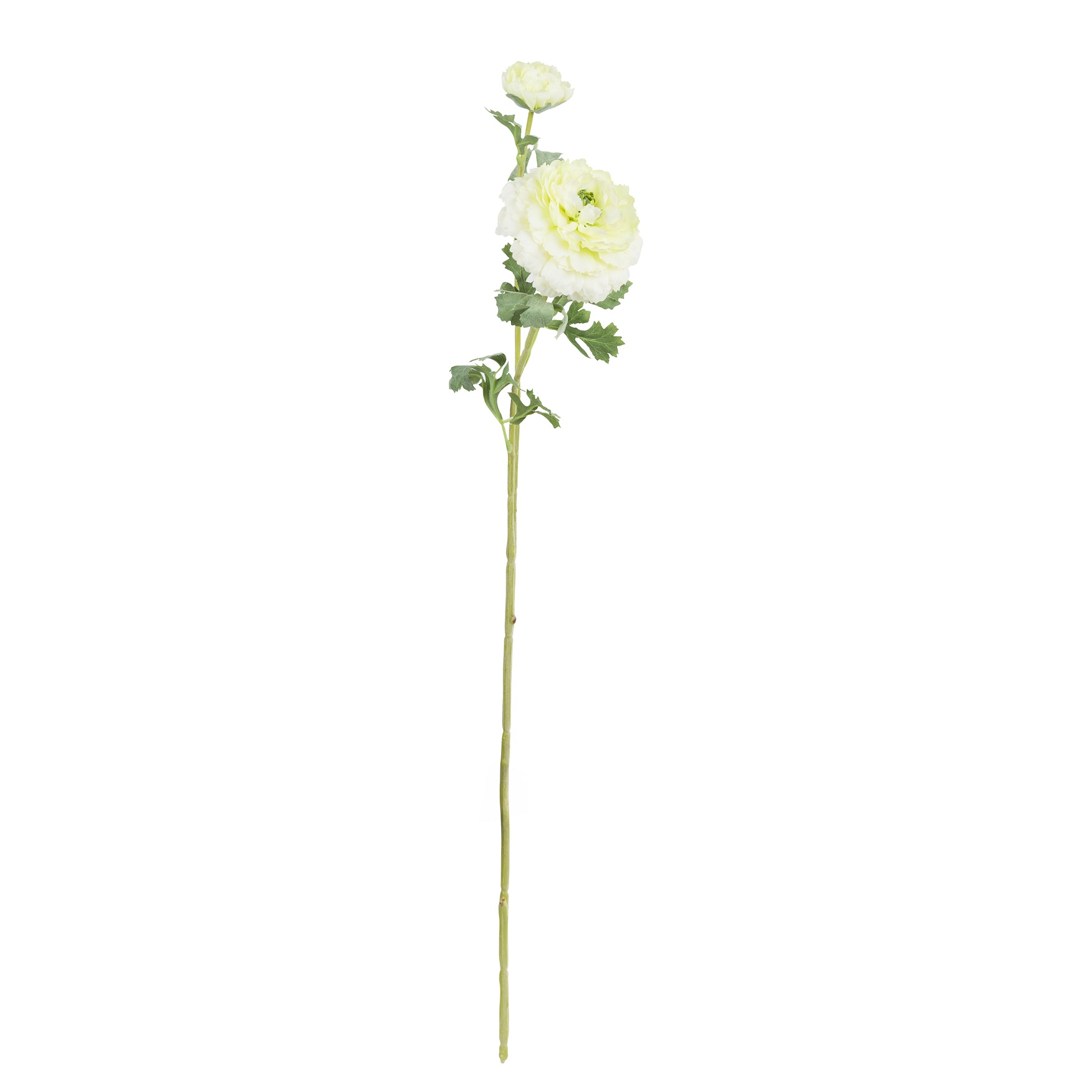 Fiorile White Ranunculus Pompon Gift