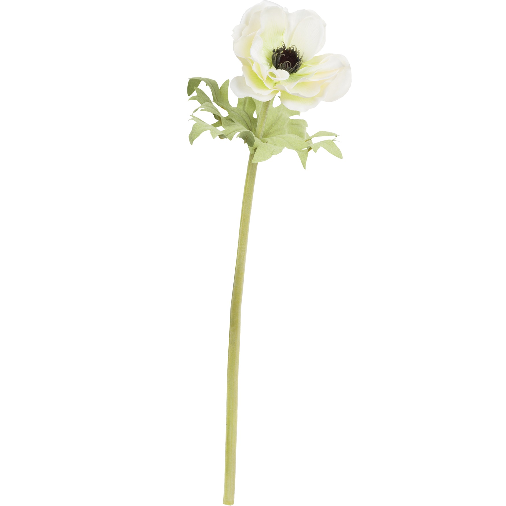 Fiorile White Anemone Gift