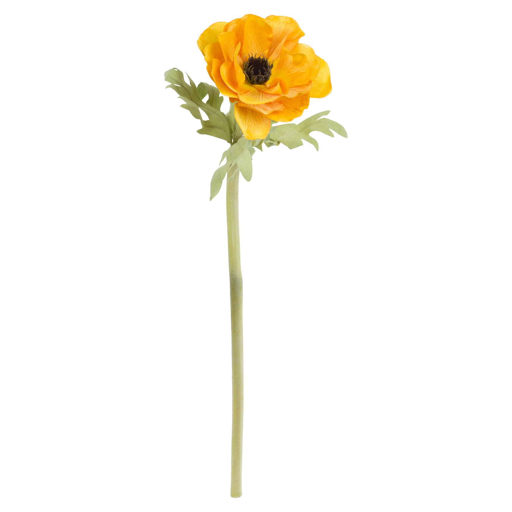 Fiorile Yellow Anemone Gift