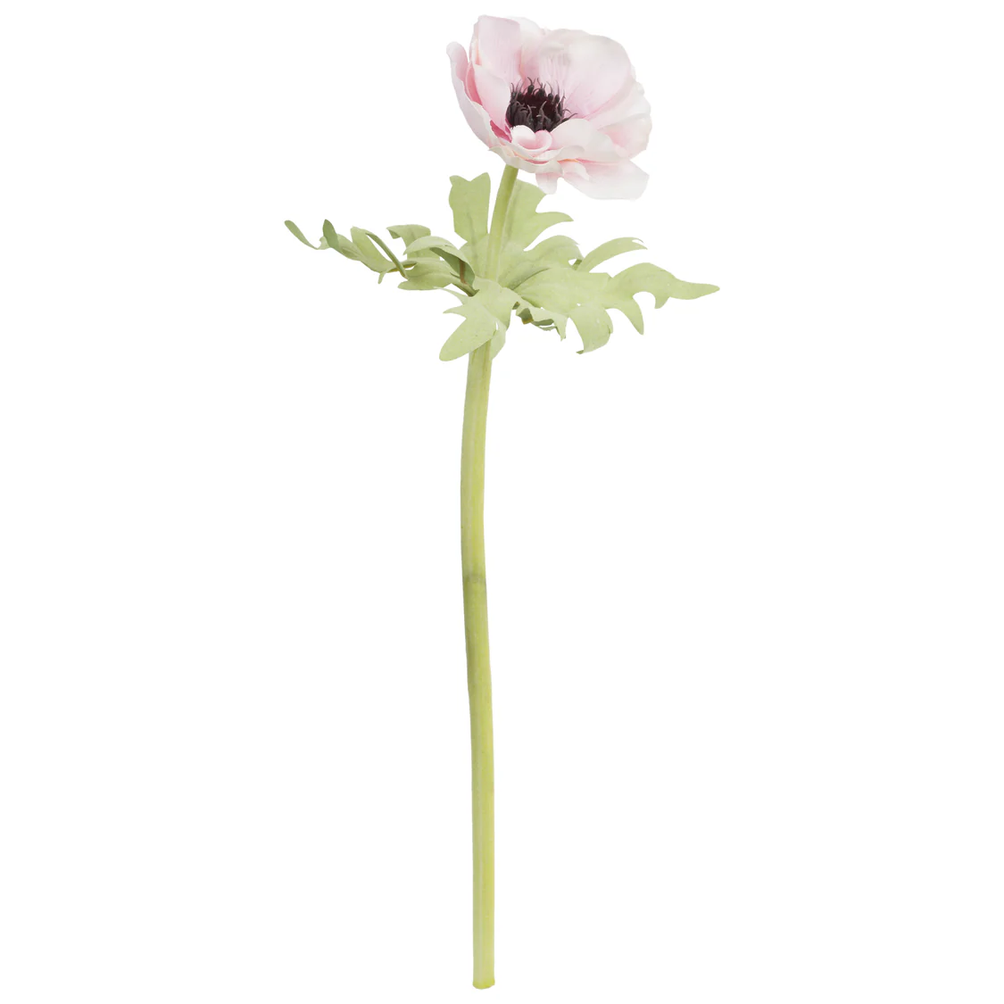 Fiorile Pink Anemone Gift