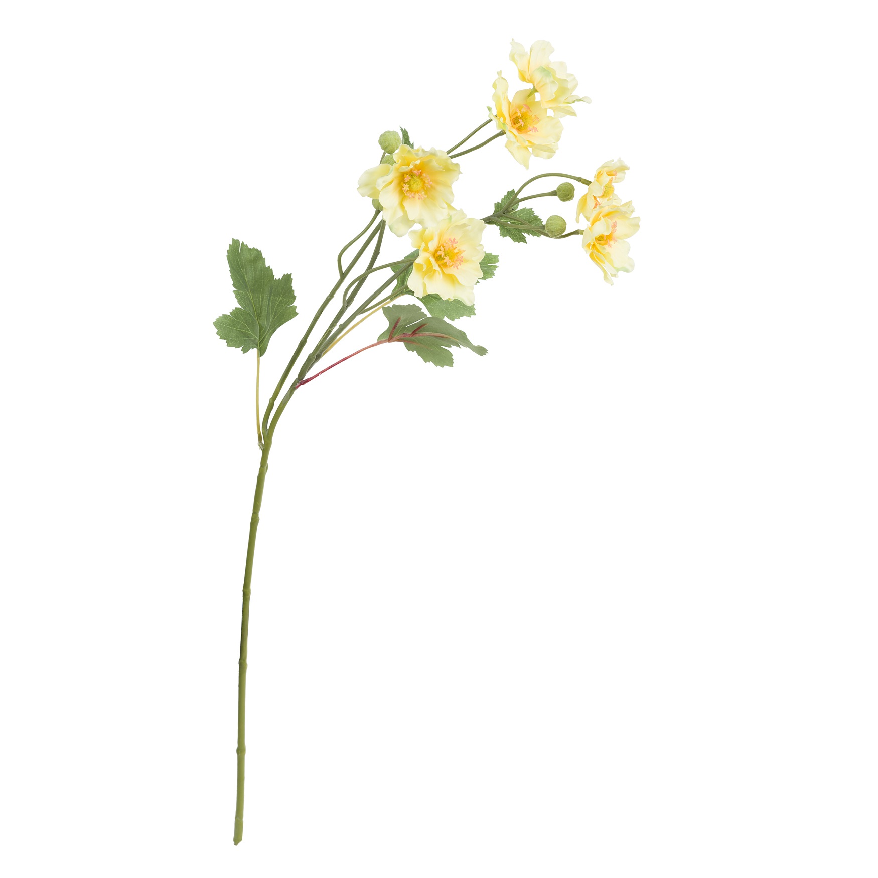 Fiorile Yellow Butterfly Anemone Gift