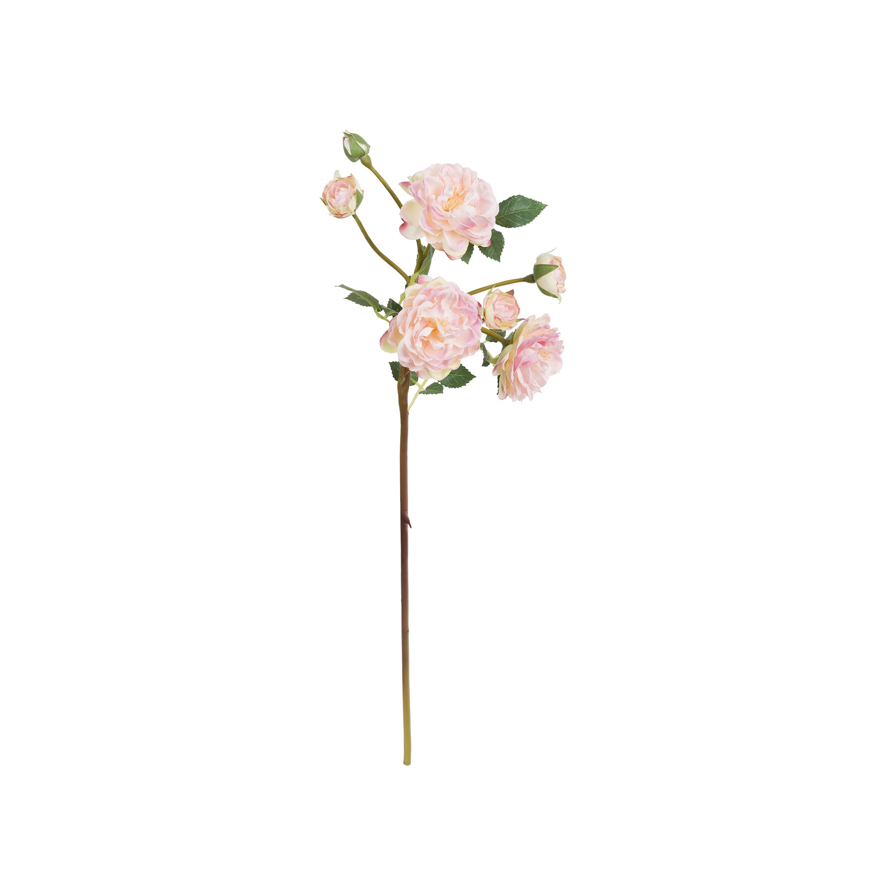 Fiorile Pink Antonietta Rose Gift