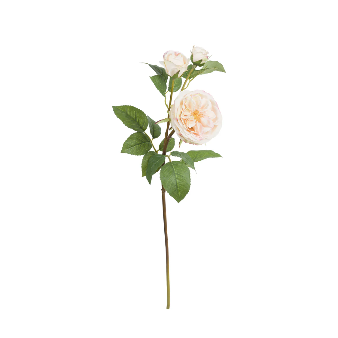 Fiorile Pier White Rose Gift