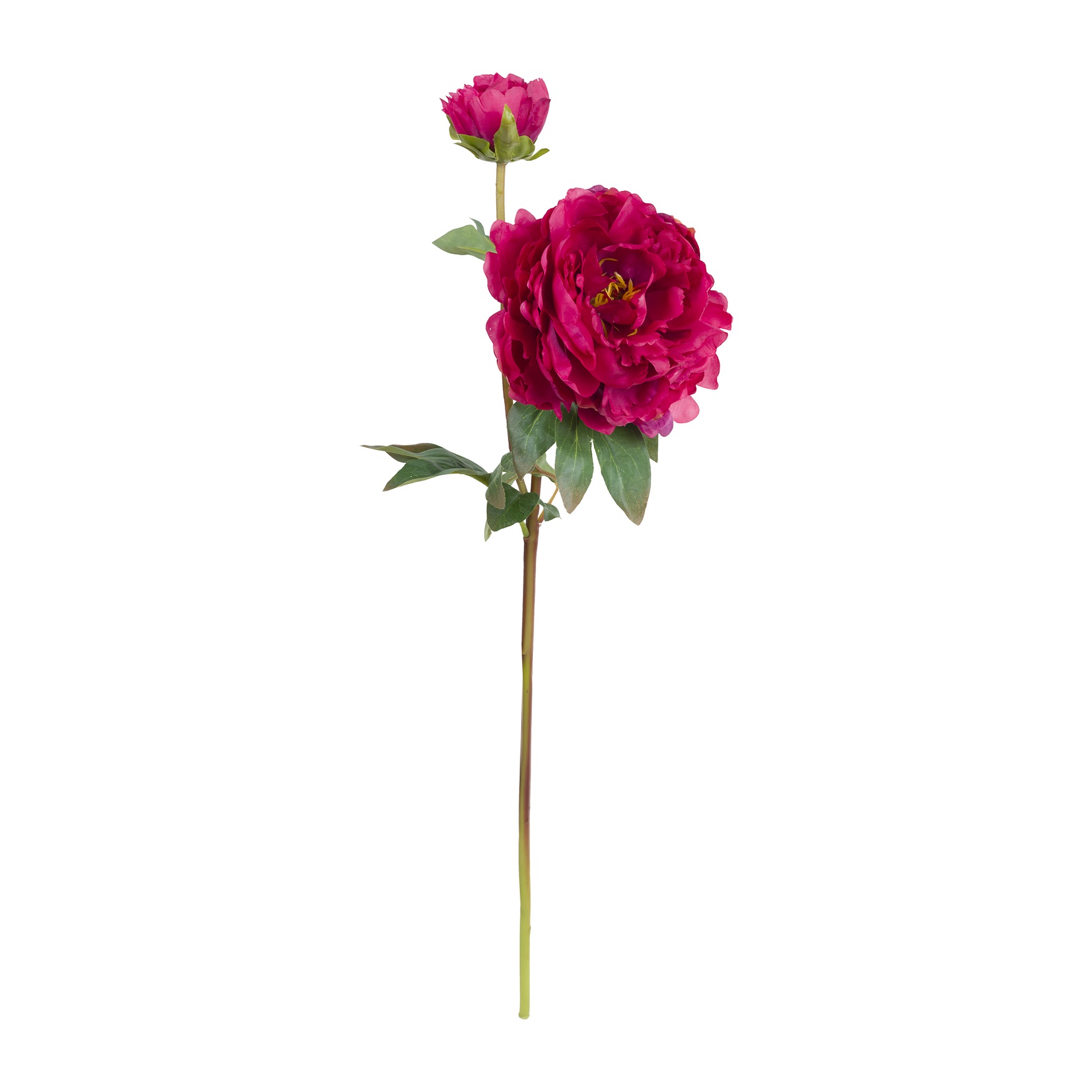 Fiorile Fuchsia Peony Gift