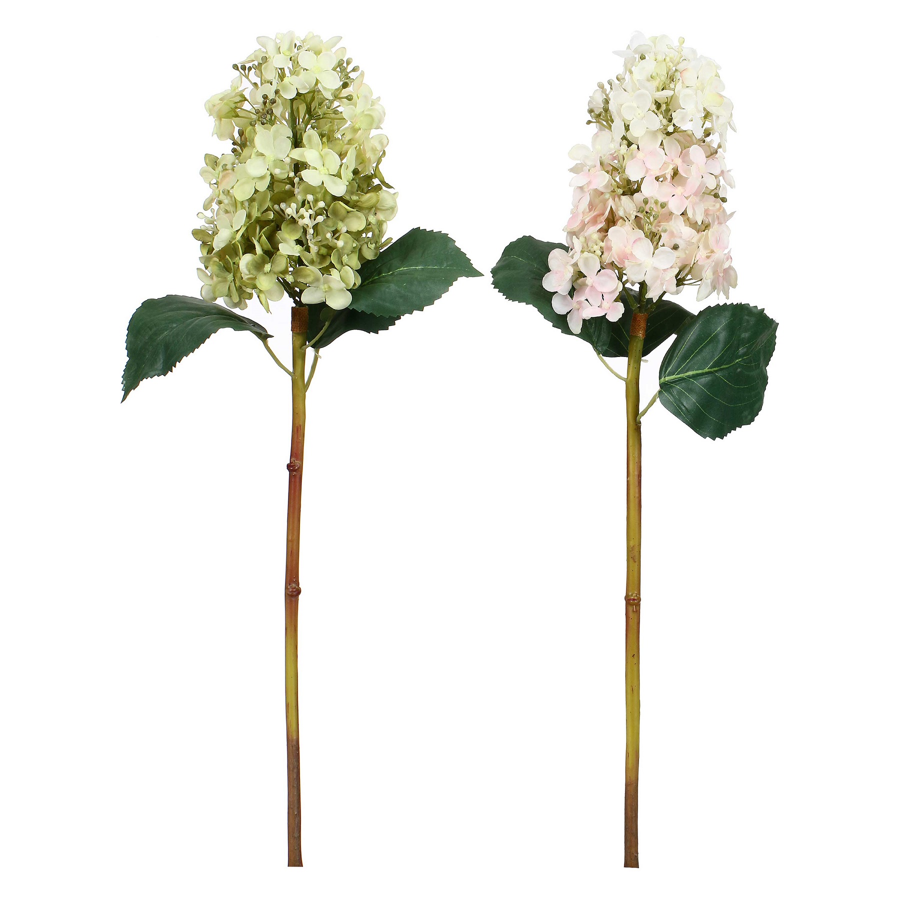 Fiorile Paniculata White Green Gift