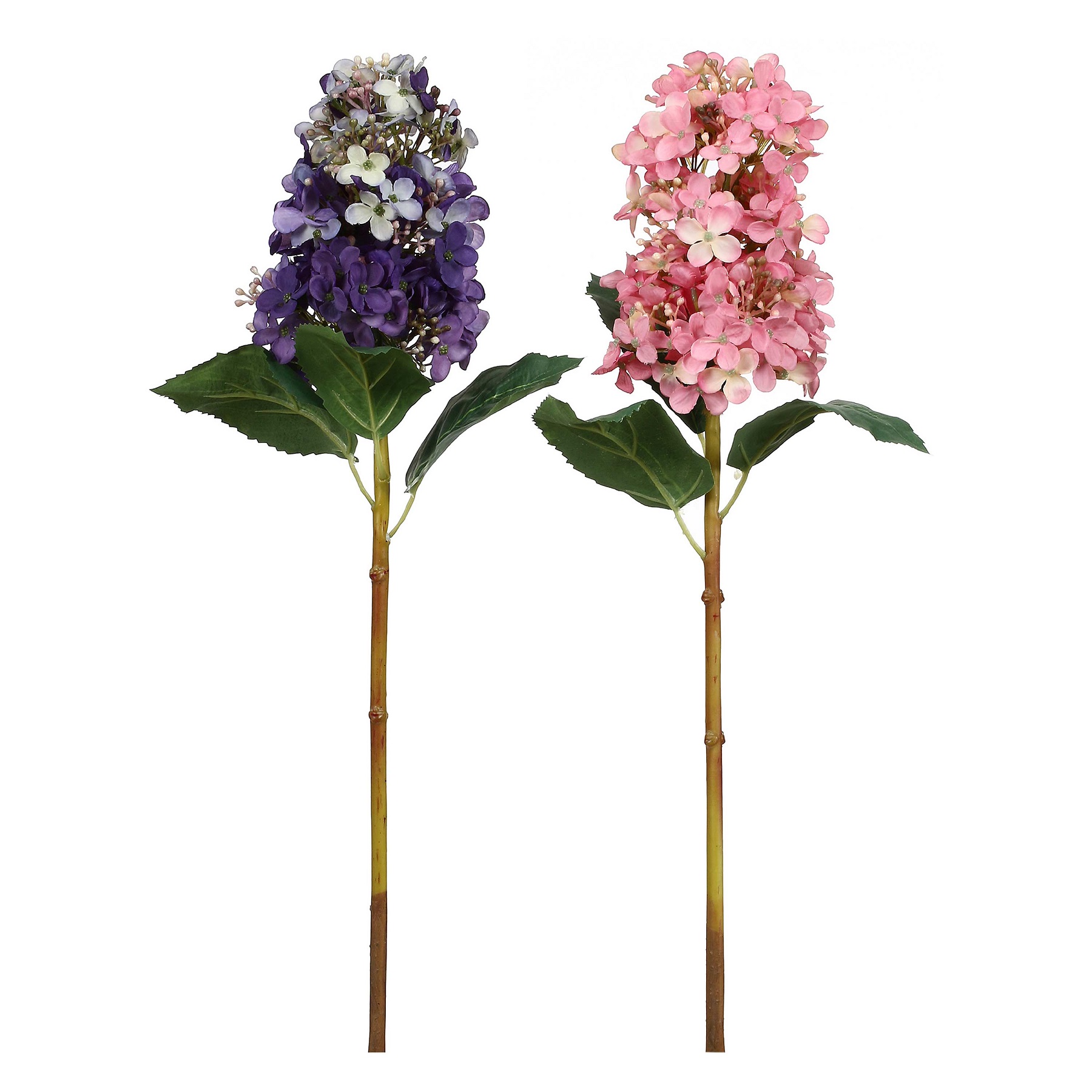 Fiorile Paniculata Pink Lilac Gift