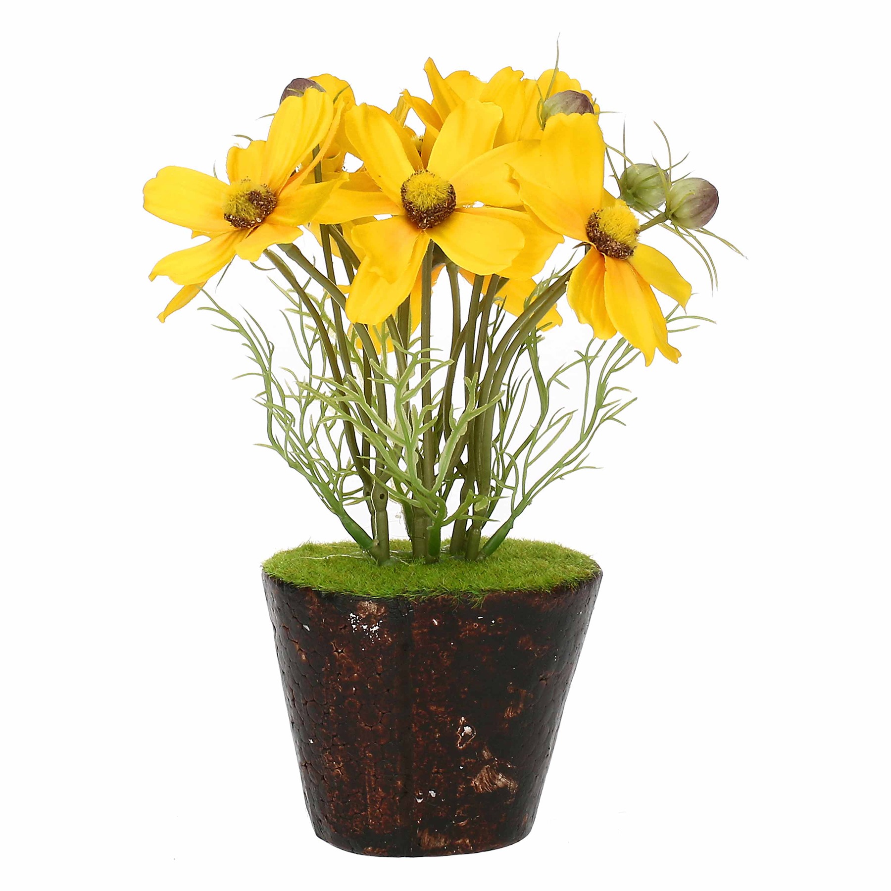 Ilmazzolino Cosmos Yellow W  Clod Gift