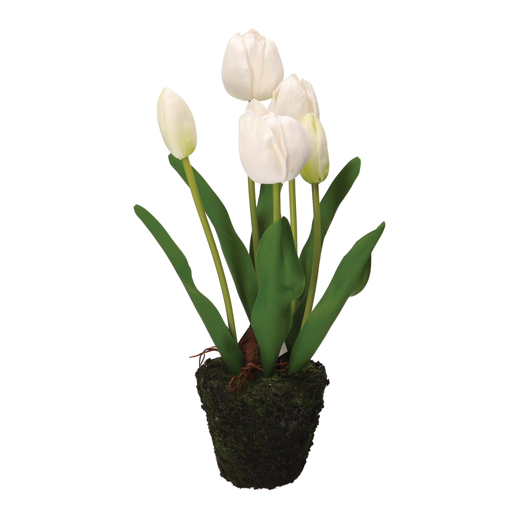 Anna Tulip White Clump M D 11 Gift
