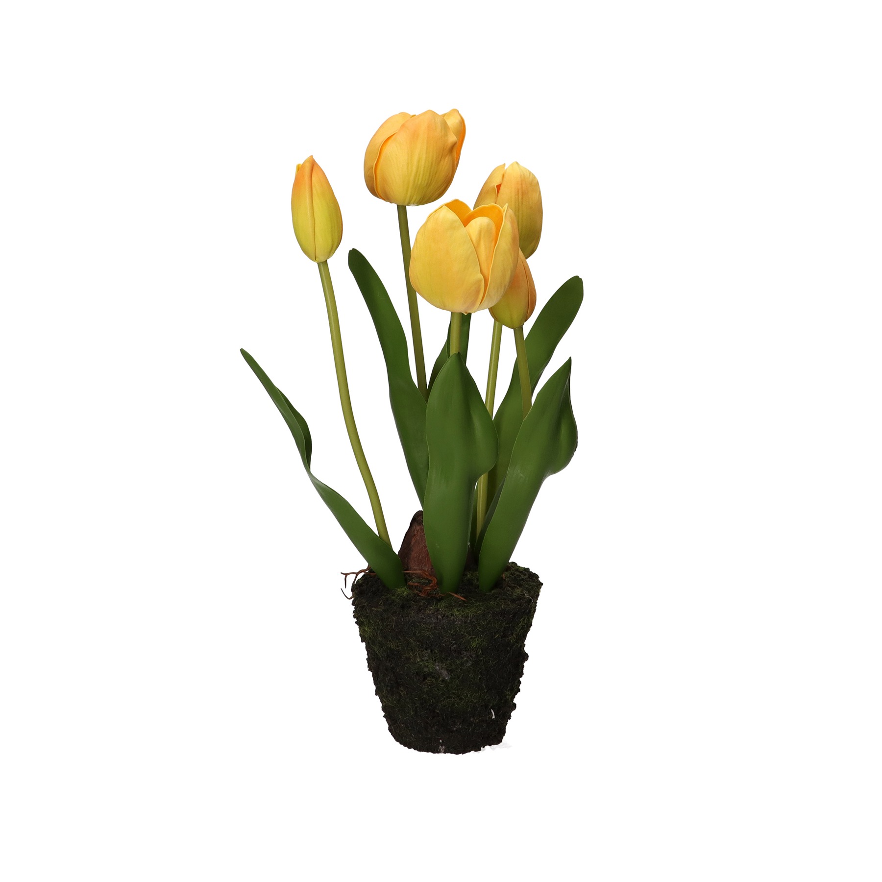 Anna Tulip Yellow M D 11 Gift