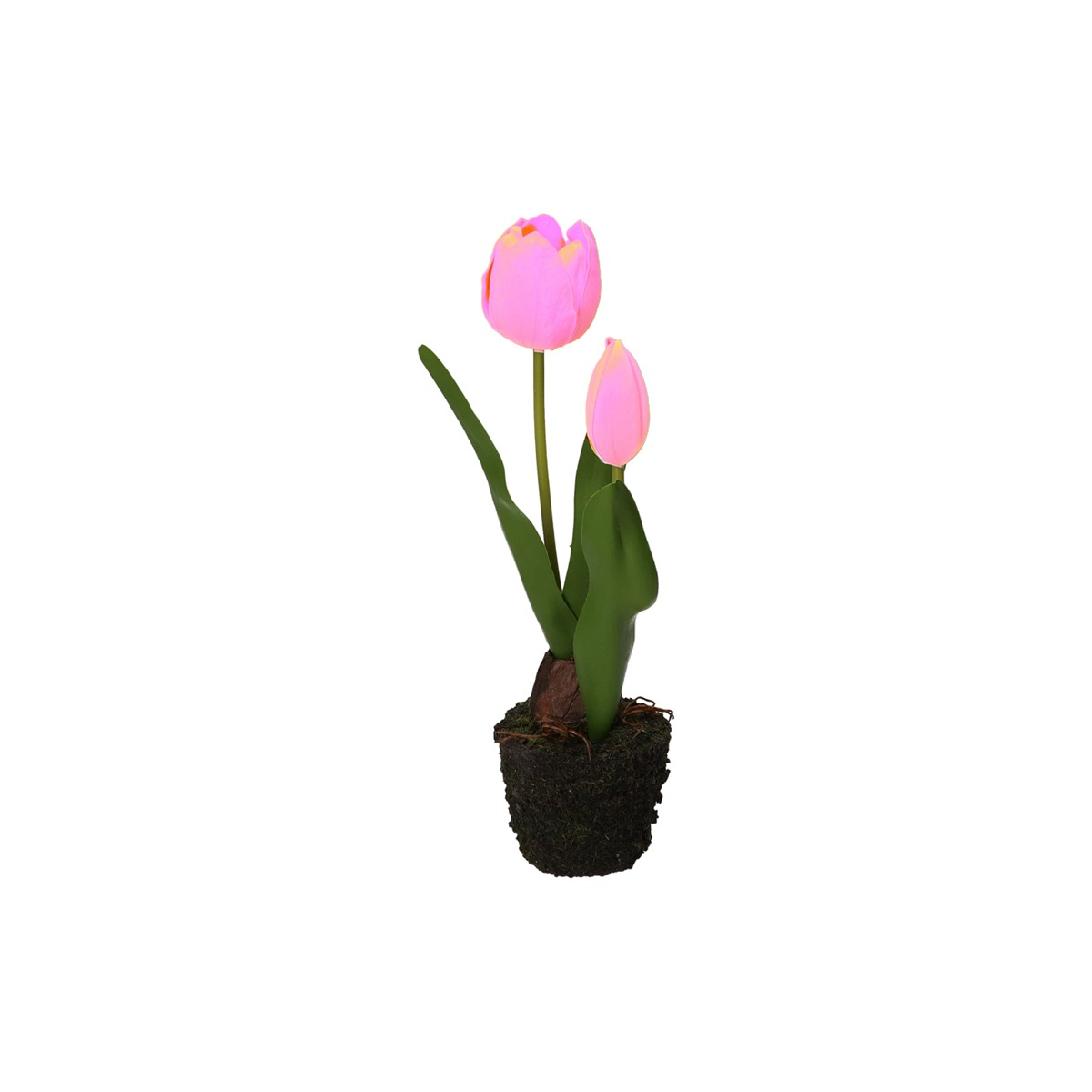 Anna Tulip Fuchsia Us D 8 Gift