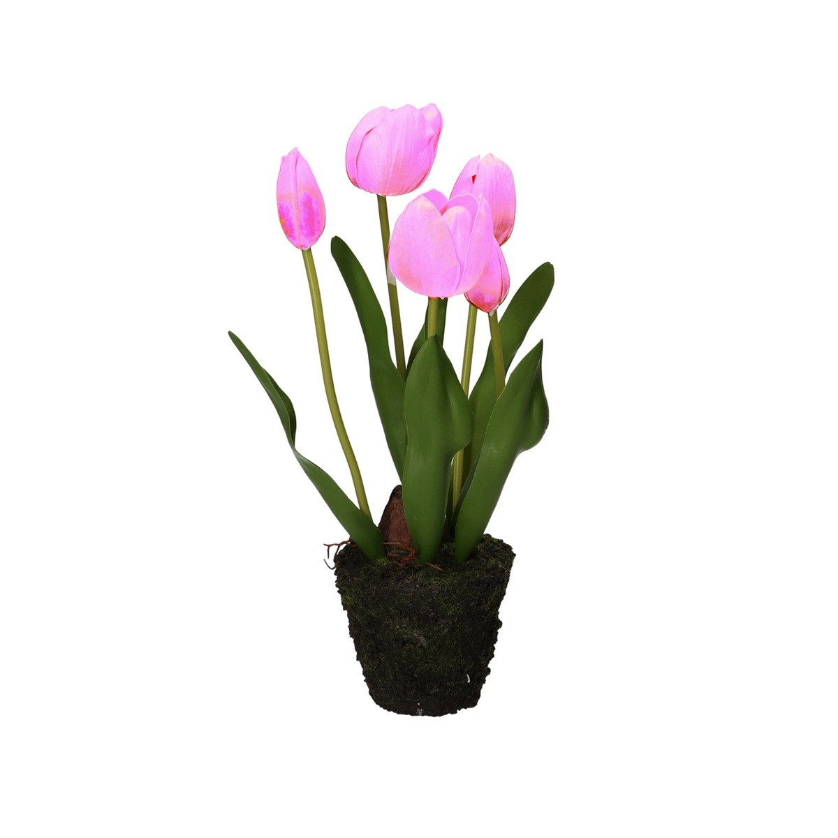Anna Tulip Fuchsia M D 11 Gift