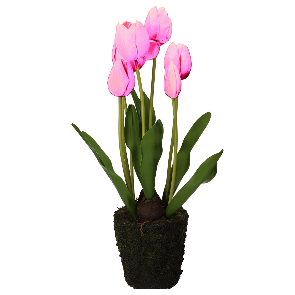 Anna Tulip Fuchsia L D 12 5 Gift