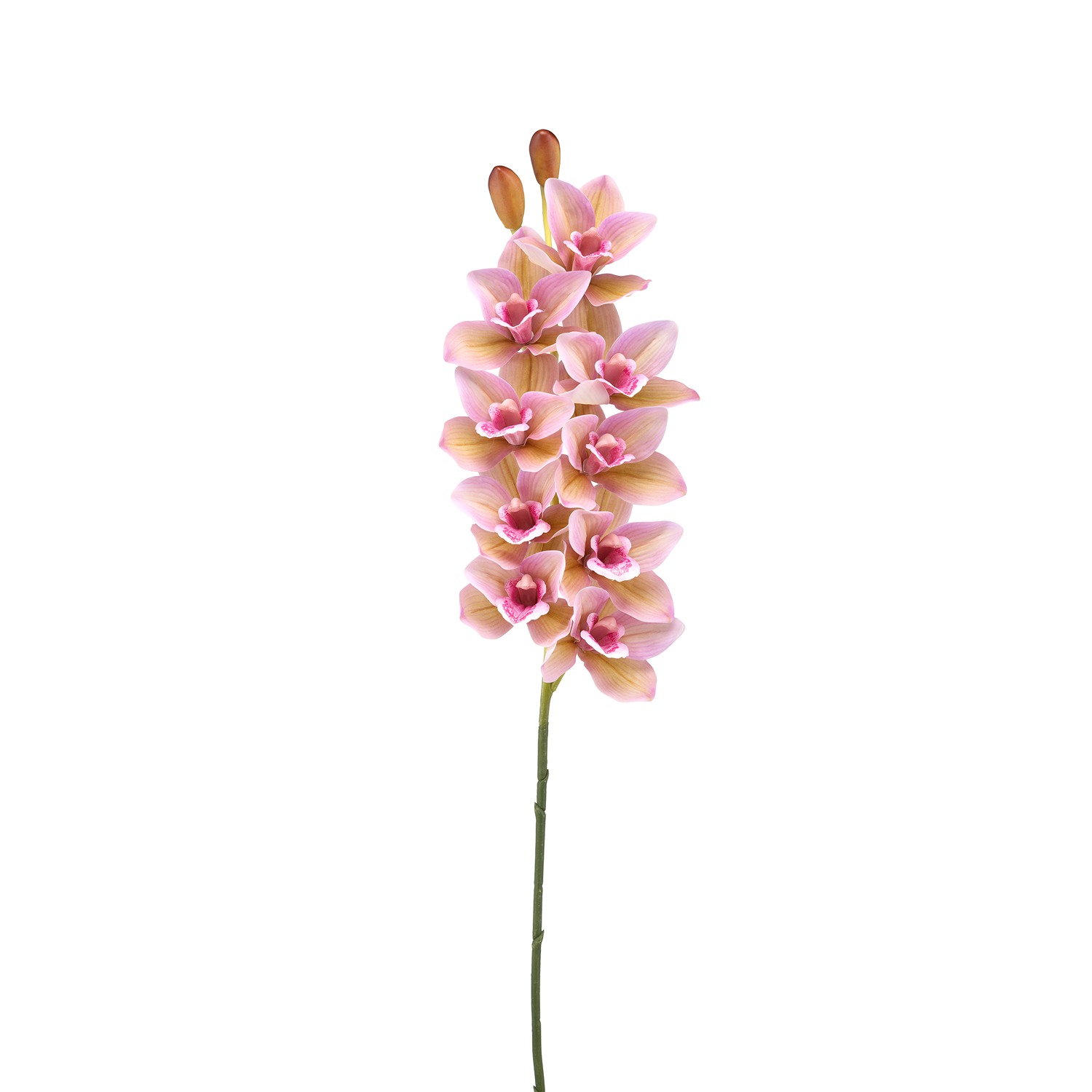 Fiorile Pink Cymbidium Gift