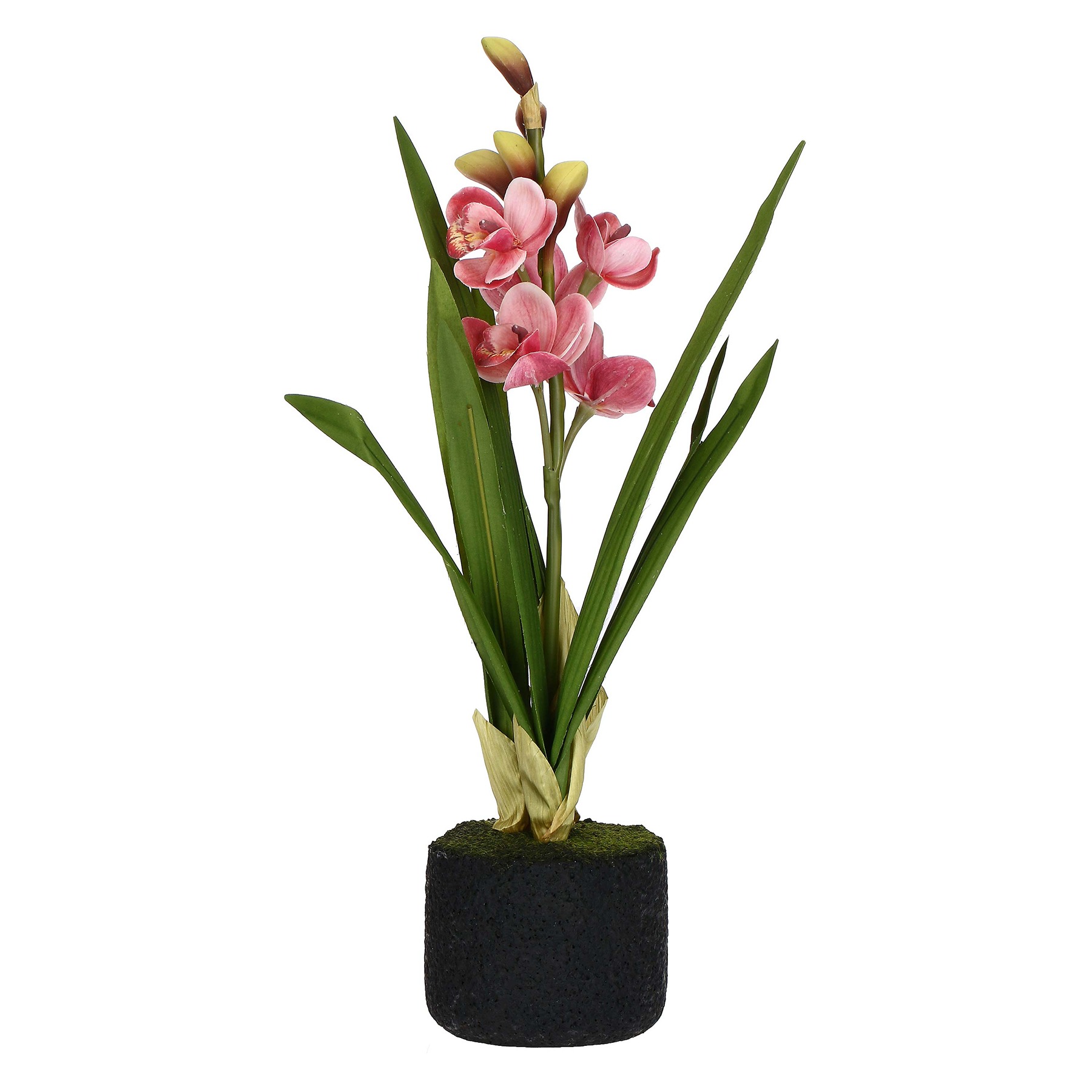 Veronica Pink Cymbidium Clod S ÃƒËœ12 Gift