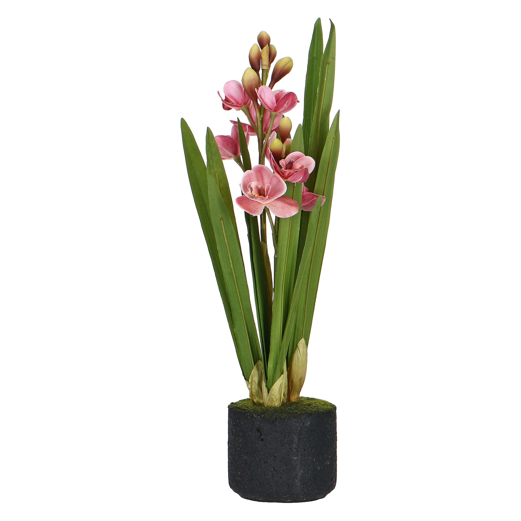 Veronica Pink Cymbidium Clod M ÃƒËœ13 Gift