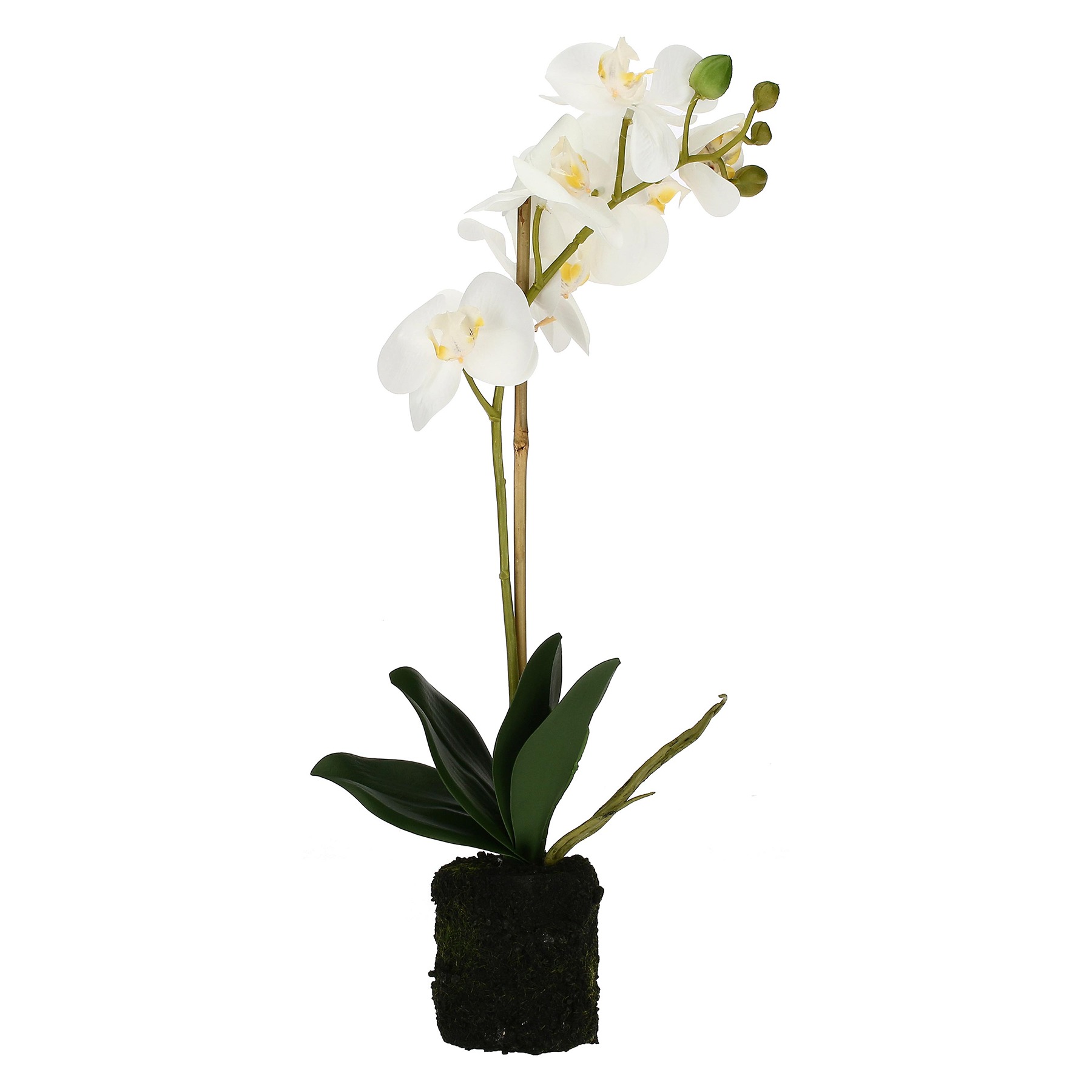 Veronica Clump With White Orchids S Gift