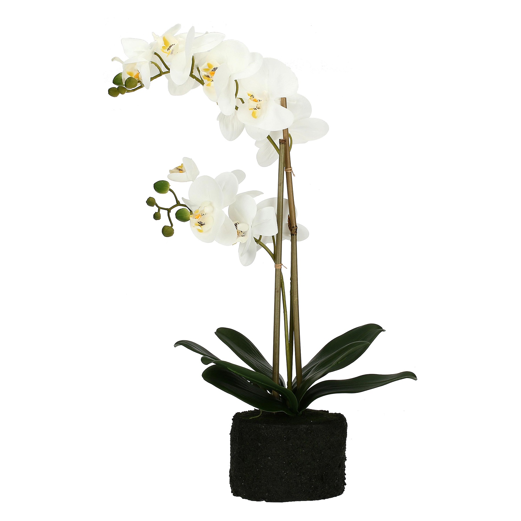 Veronica Clump With White Orchids L Gift