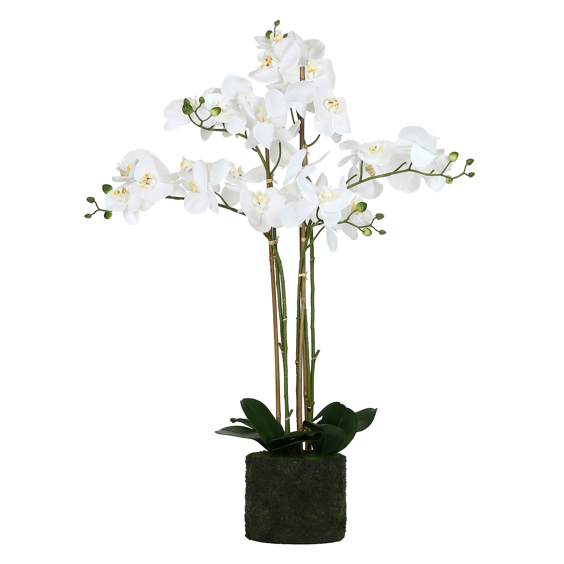 Veronica Clump With White Orchids Xl Gift