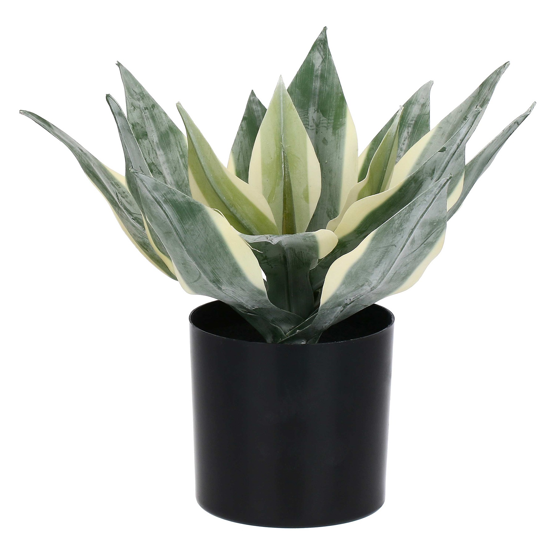 Piantala Agave M Gift