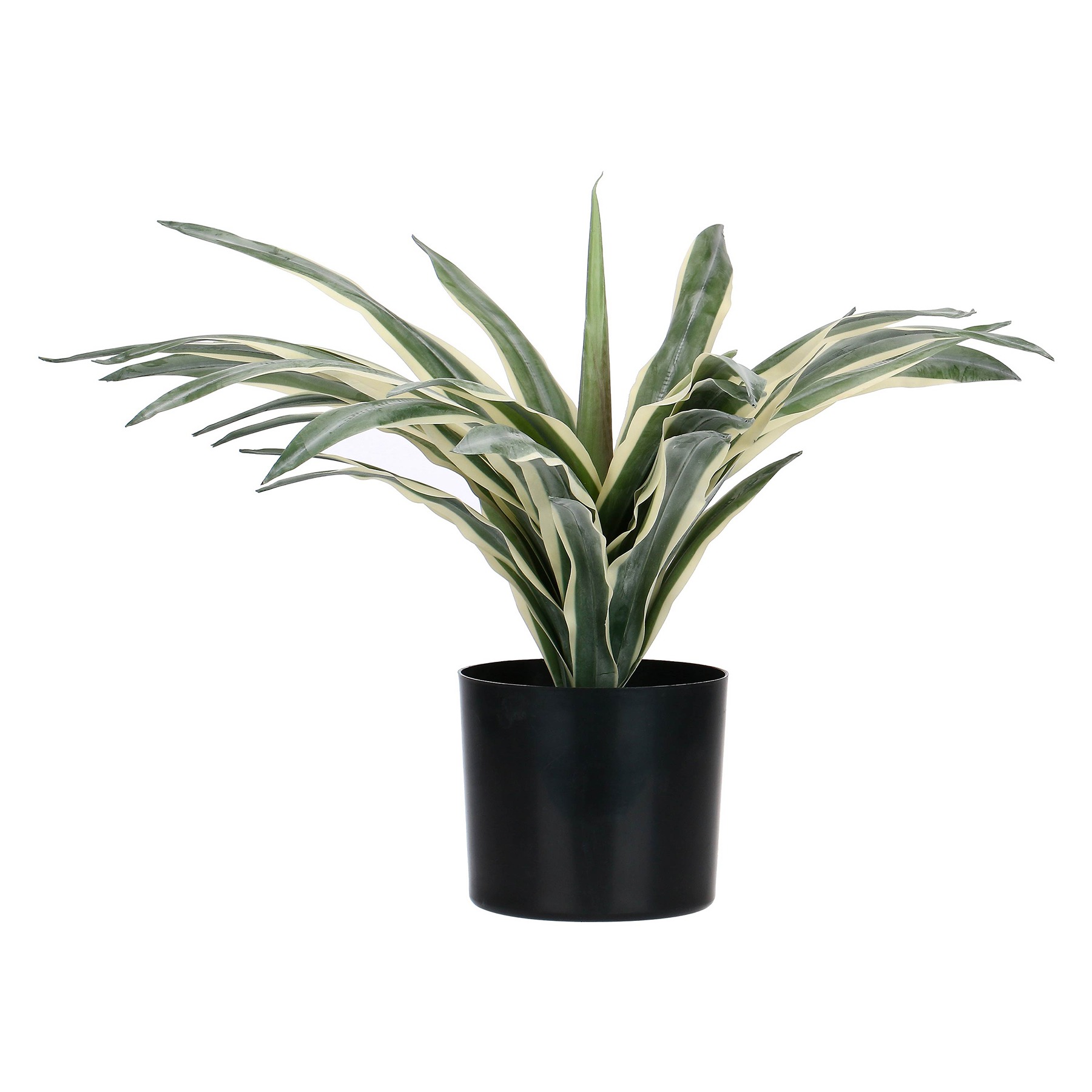 Piantala Agave L Gift