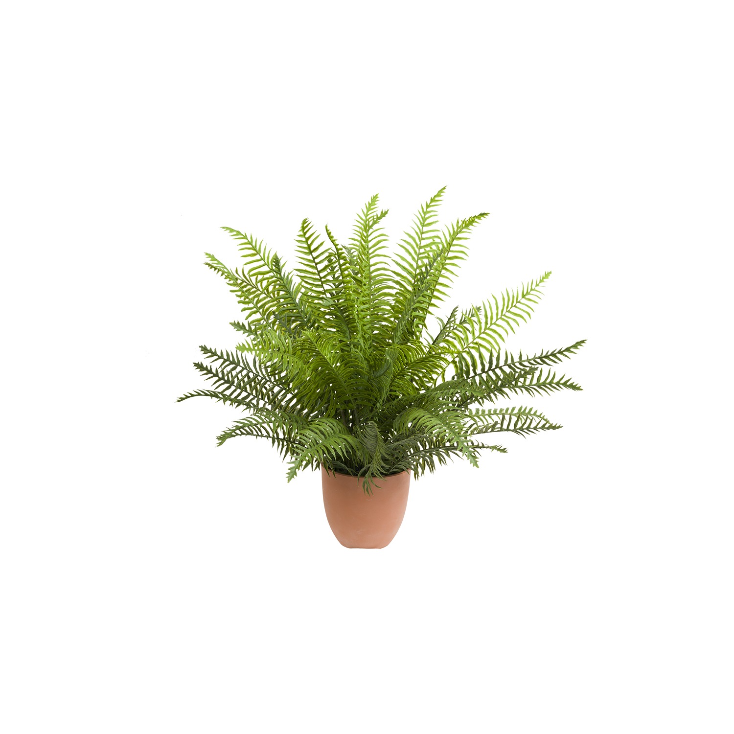 Piantala Fern S Gift