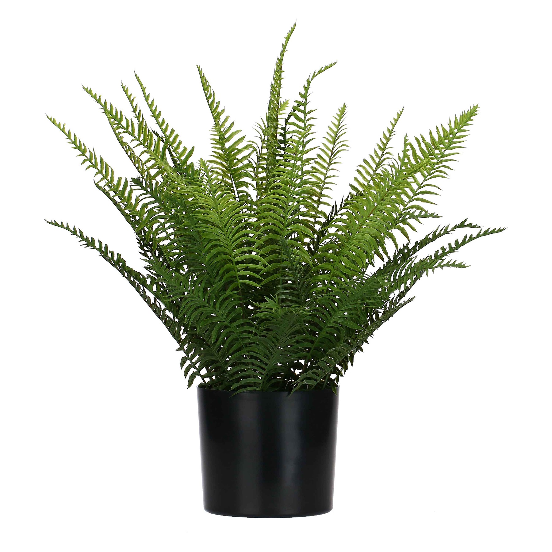 Piantala Fern M Gift