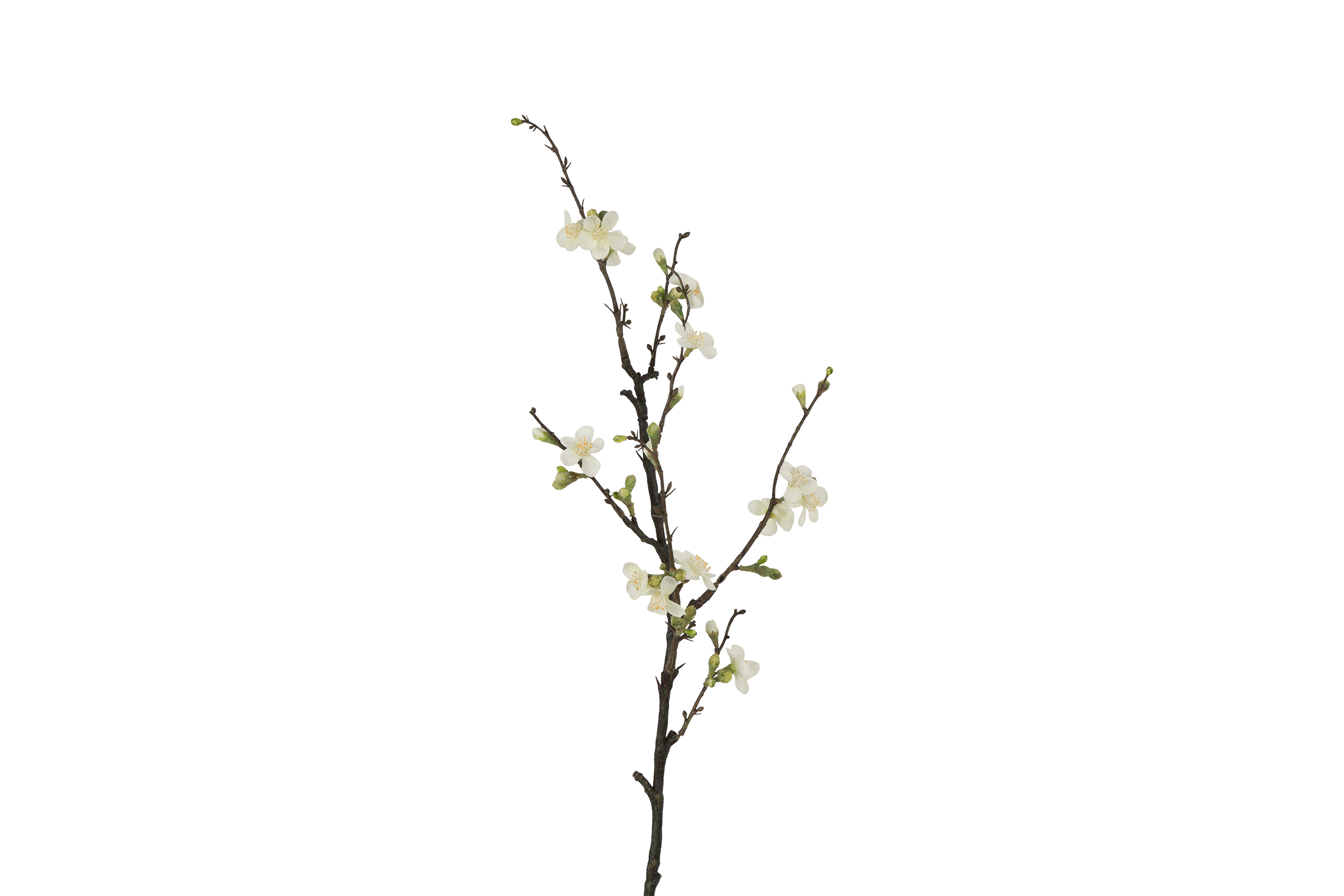 Art Flower Blossom Branch Quince M White Gift